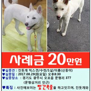 강아지를 찾습니다