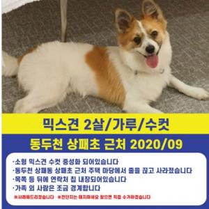 동두천 상패동 믹스견 수컷 실종