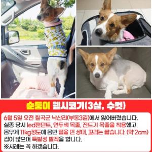 순둥이찾았어요 ㅠㅠ