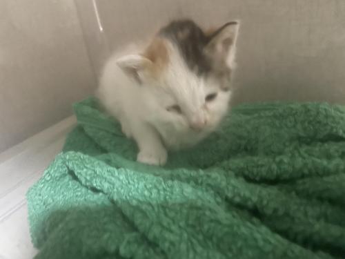 새끼고양이무료분양