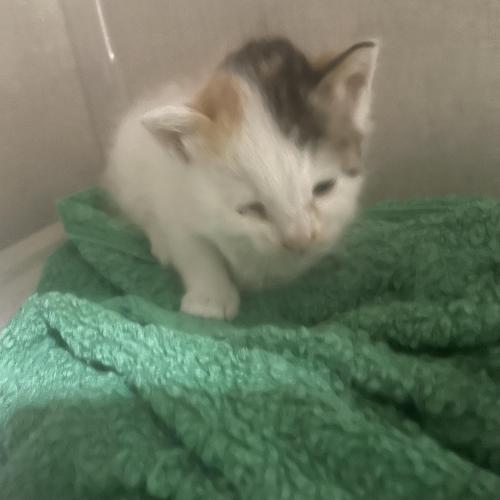 새끼고양이무료분양