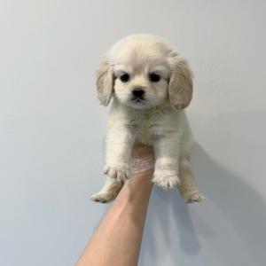 귀여운 코카스파니엘 공주님 분양합니다