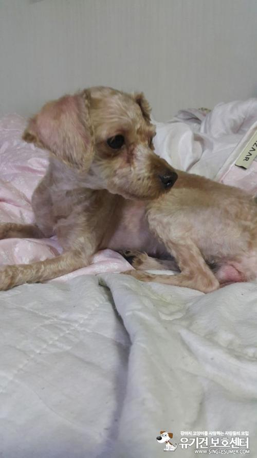 관악구 중앙동 갈색푸들 보호중입니다