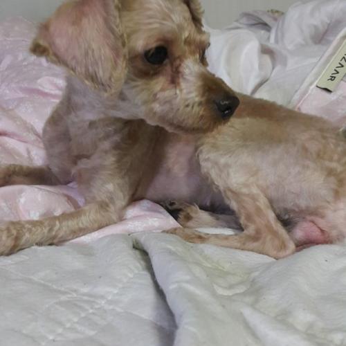 관악구 중앙동 갈색푸들 보호중입니다