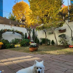 1월 17일 오후 8시 30분경 하얀색 스피츠를 찾습니다.