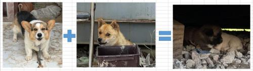 유기견 새끼 분양합니다.