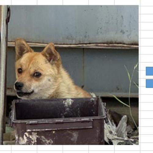 유기견 새끼 분양합니다.