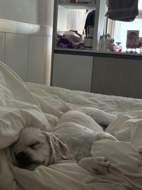 코커스페니얼 분양합니다