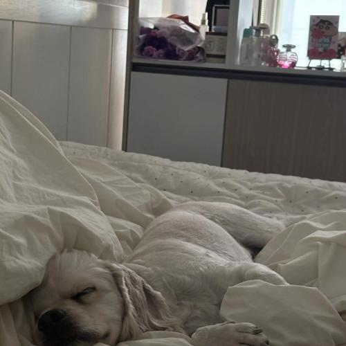 코커스페니얼 분양합니다