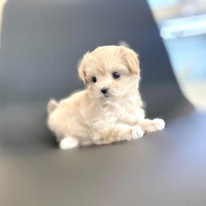 [25만원]  앙즈맞은 크림 말티푸 분양중입니다