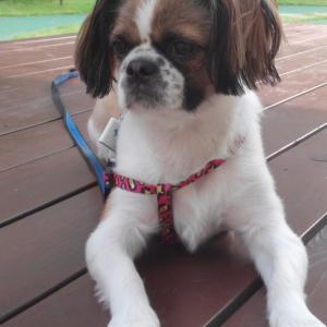 곡성 단위 농협 앞 시츄 실종