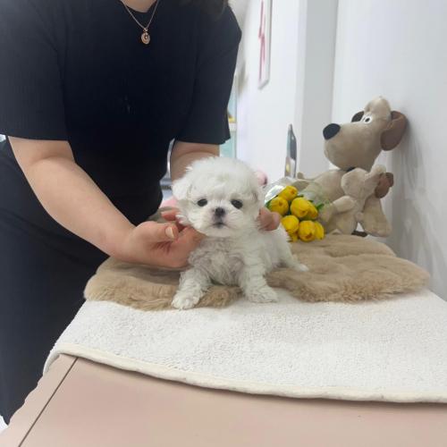 이쁘고 건강한 아이들 책임분양합니다!