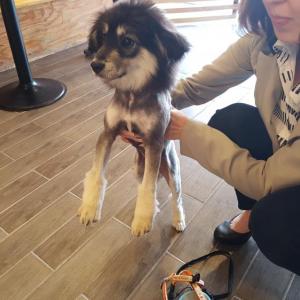 고양이와 강아지 입양해요
