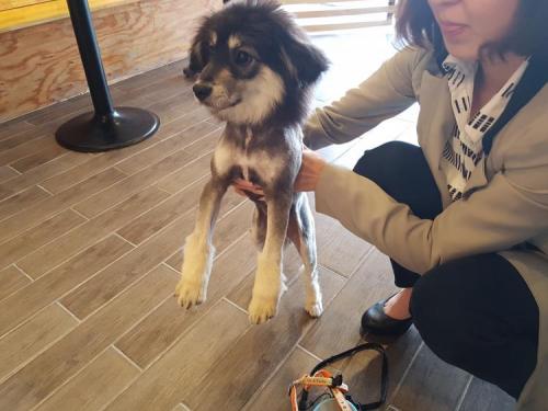 고양이와 강아지 입양해요