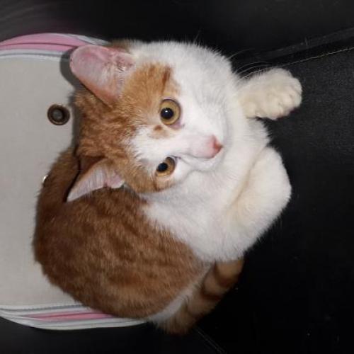 고양이와 강아지 입양해요