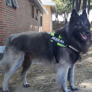 반려견찾읍니다