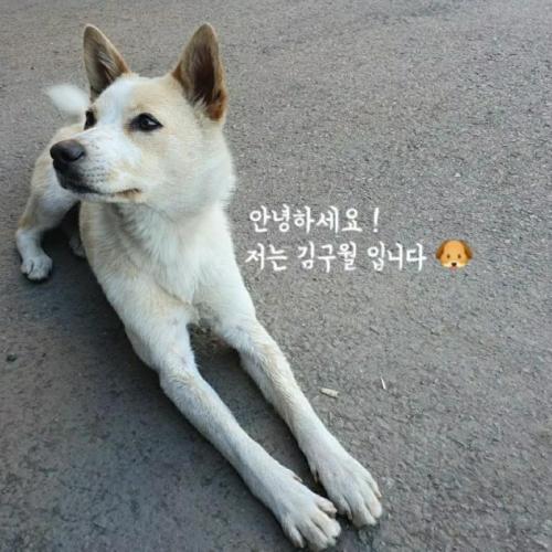 2개월된 아기멍멍이들 무료분양합니다.