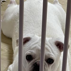 화이트퍼그찾습니다