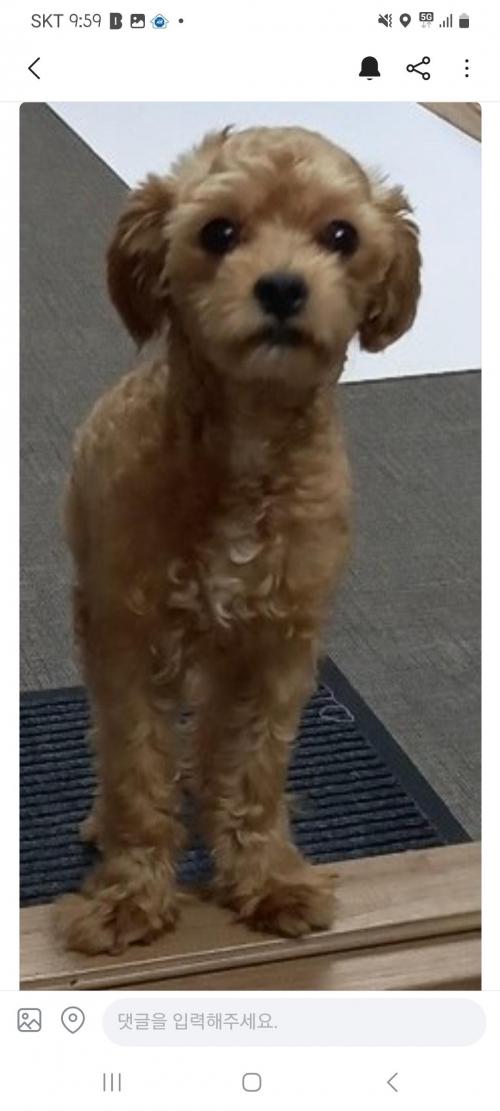 김해장유 말티푸가 주인을찾고있어요