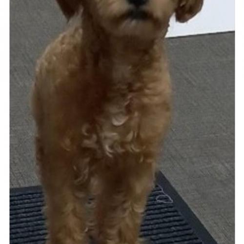 김해장유 말티푸가 주인을찾고있어요