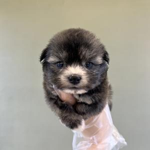 압도적인 귀여움 스코티쉬테리어믹스분양합니다