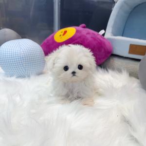 2개월령 미니말티즈분양 보냅니당