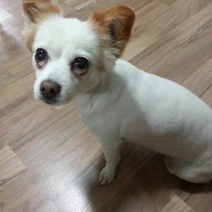 대전 동구 홍도동 인근에서 잃어버린 믹스견 찾습니다.