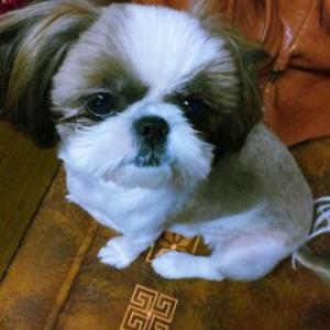 우리 이찌 찾아주세요