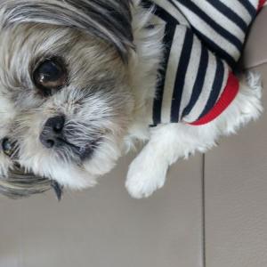 홍천군 시츄 여아 찾습니다..절박합니다..