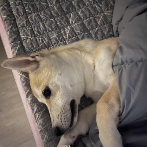 믹스견 생후 6개월 6kg 분양해요