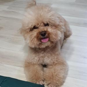 강아지 찾습니다.