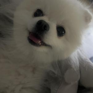 강아지를 찾아요