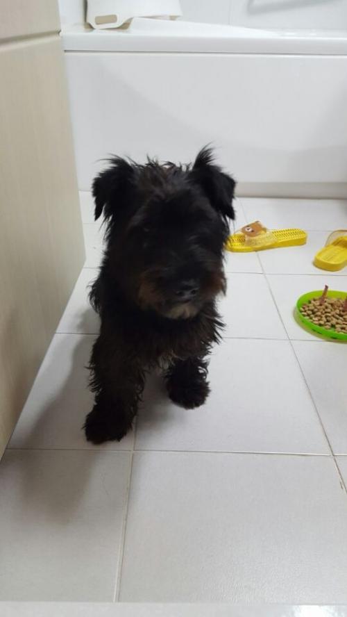 테리어 믹스 남아 보호중입니다