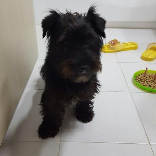 테리어 믹스 남아 보호중입니다