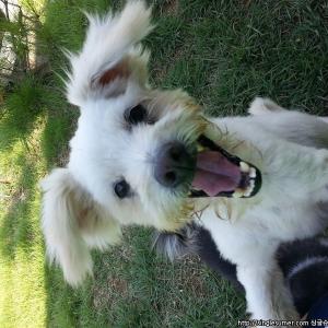 서산 수석동 농자재마트에서 초롱이를 잃어버렸습니다.