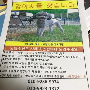 (제주) 실버푸들 우디 찾아요 ㅠㅠ