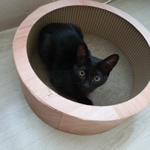 포비를 찾아주세요.