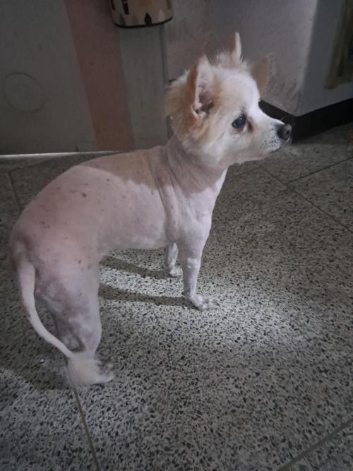 의정부 장암주공5단지 유기견