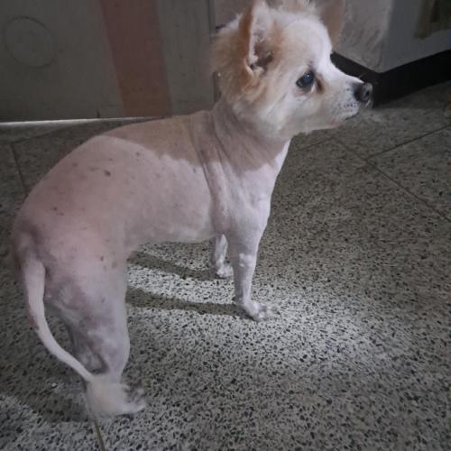 의정부 장암주공5단지 유기견