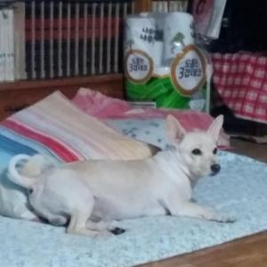 속초 개 찾아요..