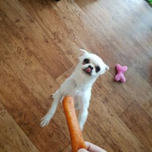 대전시서구관저1동강아지좀찾아주세요