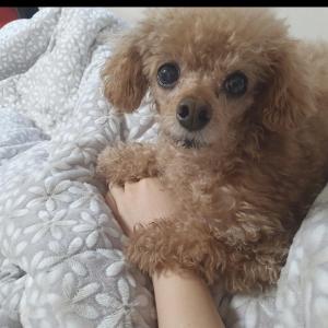 강아지 찿아요 제발 도와주세요