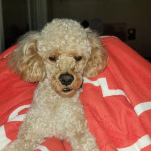 찻습니다.향남읍 발안 행정리1지규 5단지내에서 잃어버렸습니다 짓기는해도 겁이많아 물진않고요 다른강아지들보면 따라갑니다 보시거나 보호중이시면 꼭 연락부탁드립니다