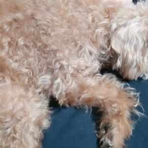 갈색푸들 여아 실종