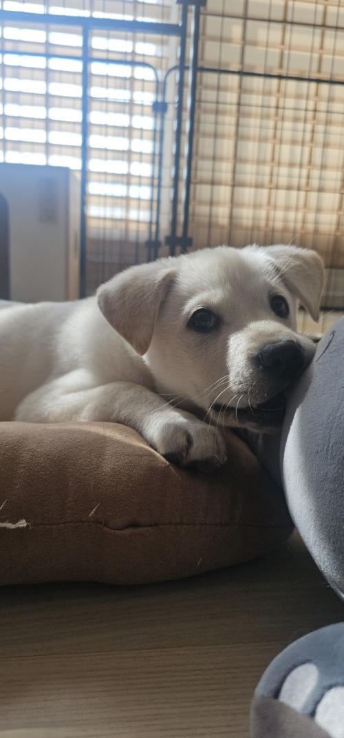 진도리버( 레브라도 리트리버, 진돗개 혼혈)