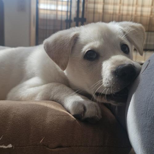 진도리버( 레브라도 리트리버, 진돗개 혼혈)