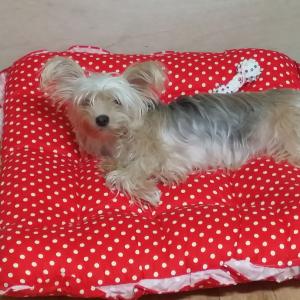 우리아기 번개 찾아요(요크셔테리어 여아입니다)