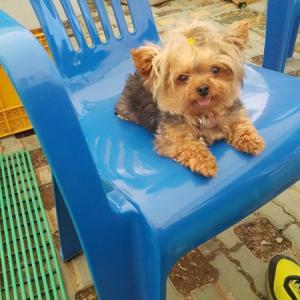 가평레일바이크 근처에서 잃어 버렸습니다.