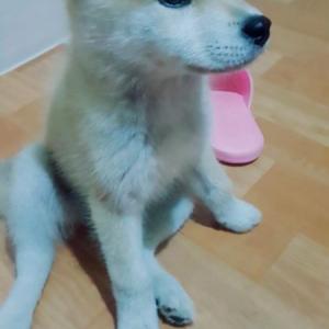 경기도오산 3개월미만 아기 분양합니다