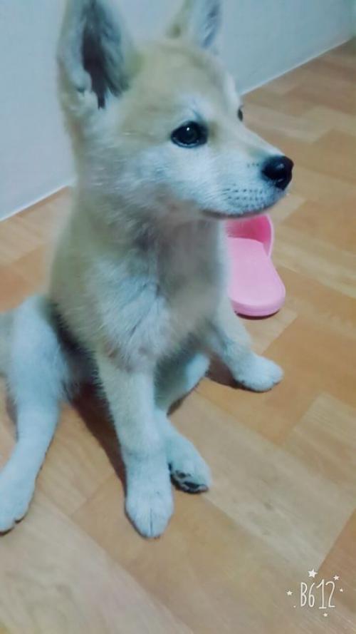 경기도오산 3개월미만 아기 분양합니다